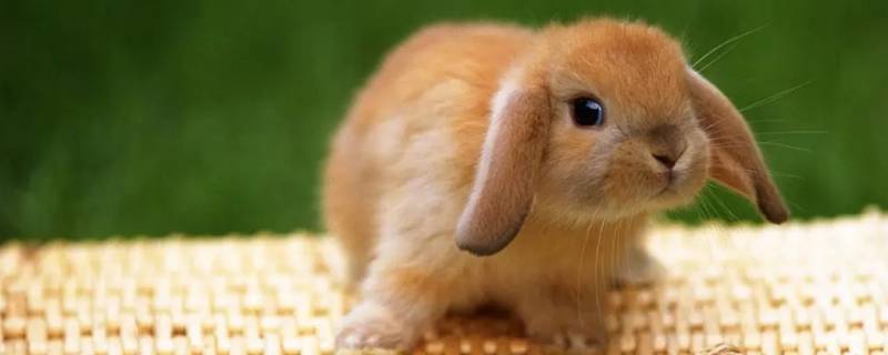 纯正是指什么生肖