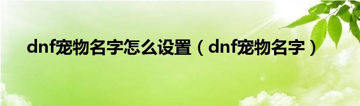 dnf宠物名字怎么设置（dnf宠物名字）