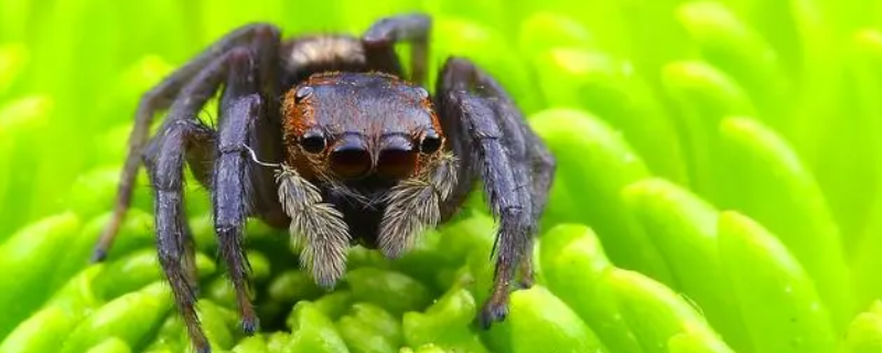 床上那种会跳的蜘蛛叫什么