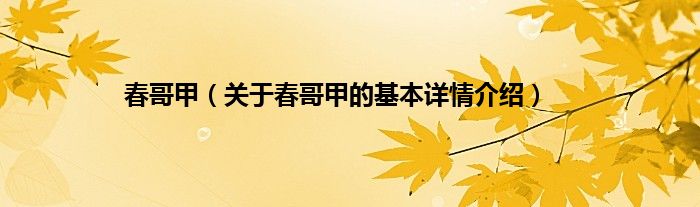 春哥甲（关于春哥甲的基本详情介绍）