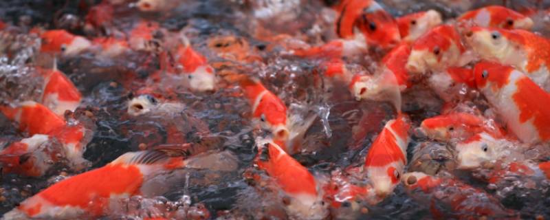 锦鲤冬季停食还有白便吗